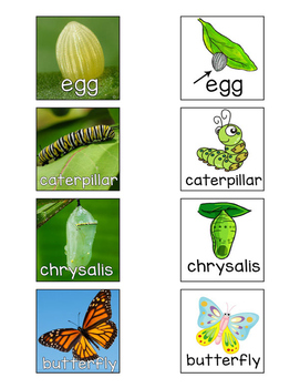 Cycle clipart sequence card. Butterfly life cards realia