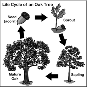 cycle clipart tree's