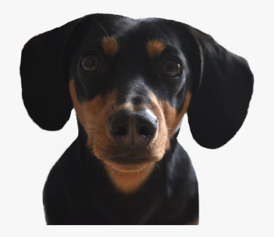 dachshund clipart black tan dachshund
