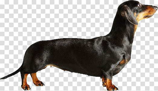 dachshund clipart black tan dachshund