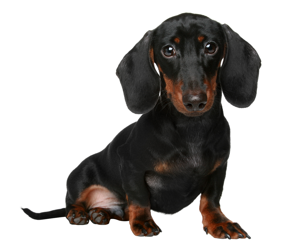 Dachshund clipart brown dachshund. Cute png transparent images