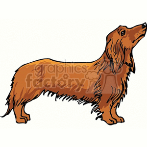 Dachshund clipart brown dachshund. Red longhaired stands with