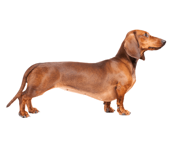 dachshund clipart dotson