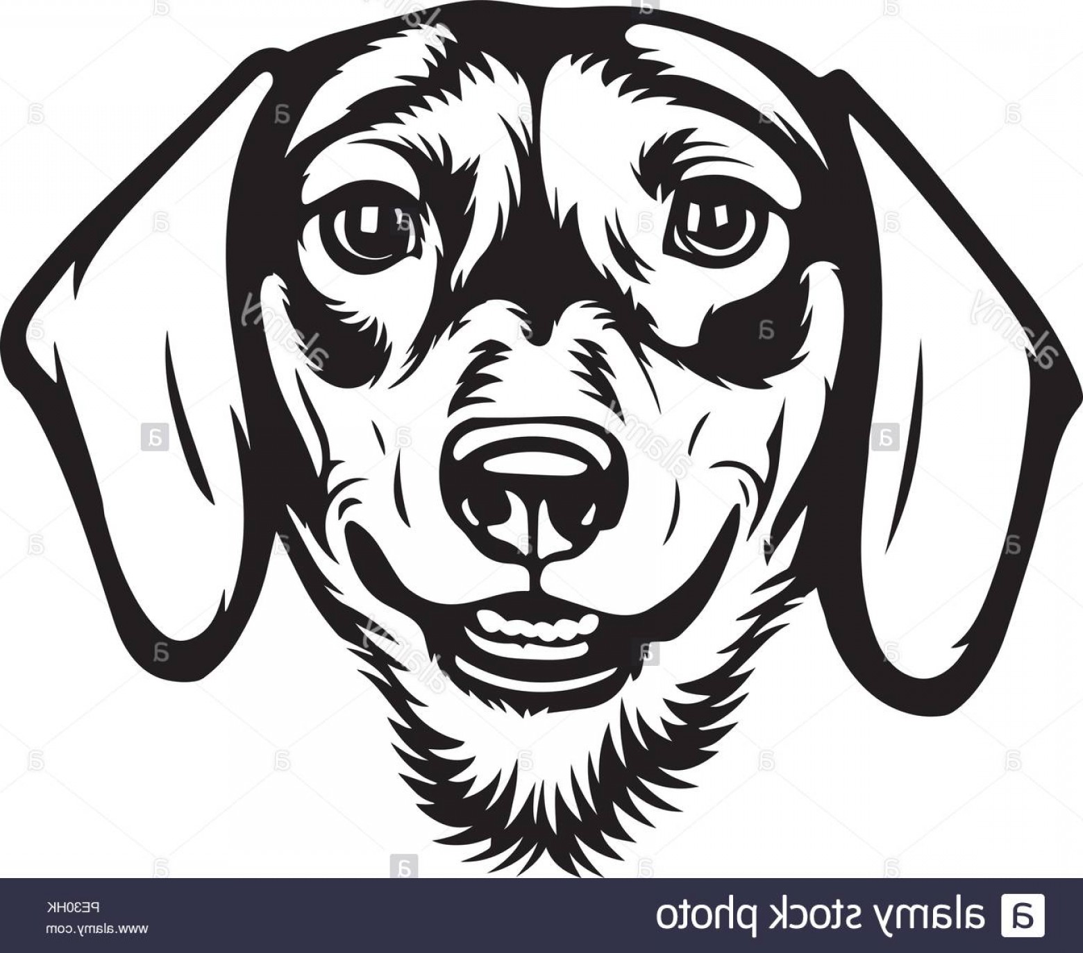 dachshund clipart face