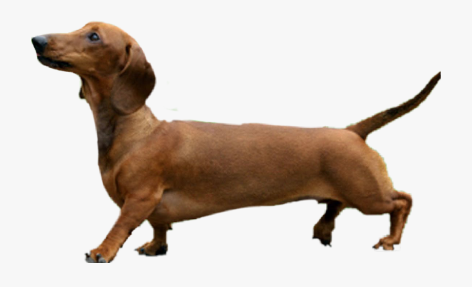 dachshund clipart short dog