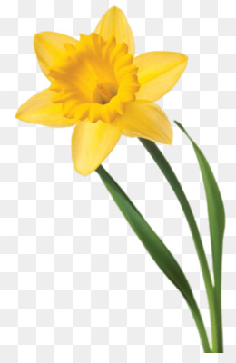 Daffodil clipart. Png and psd free