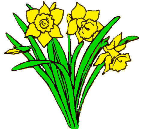 Daffodil clipart. 