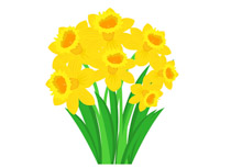 Daffodil clipart. Search results for clip