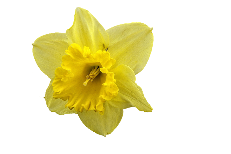 Clip art shop of. Daffodil clipart animated