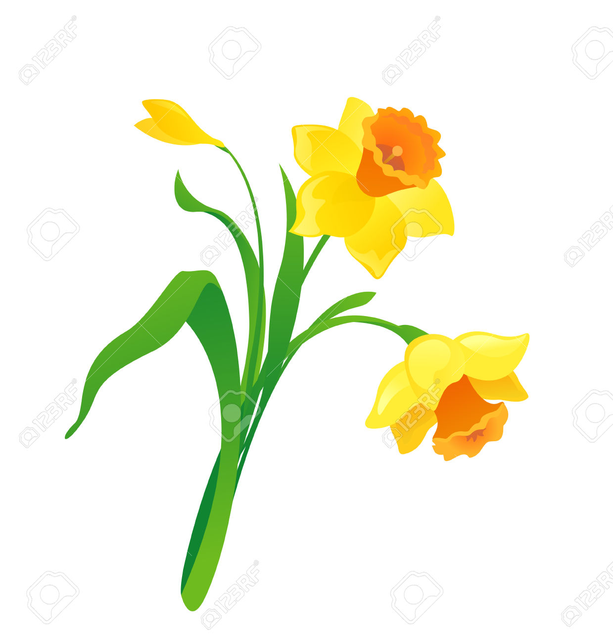 daffodil clipart animated