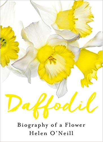 daffodil clipart april