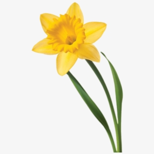 Daffodil clipart big flower, Daffodil big flower Transparent FREE for ...