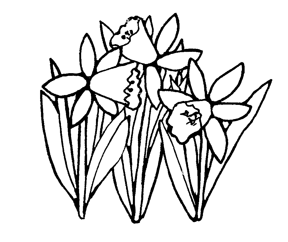 Eletragesi images . Daffodil clipart black and white