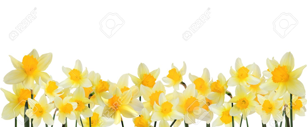 daffodil clipart border