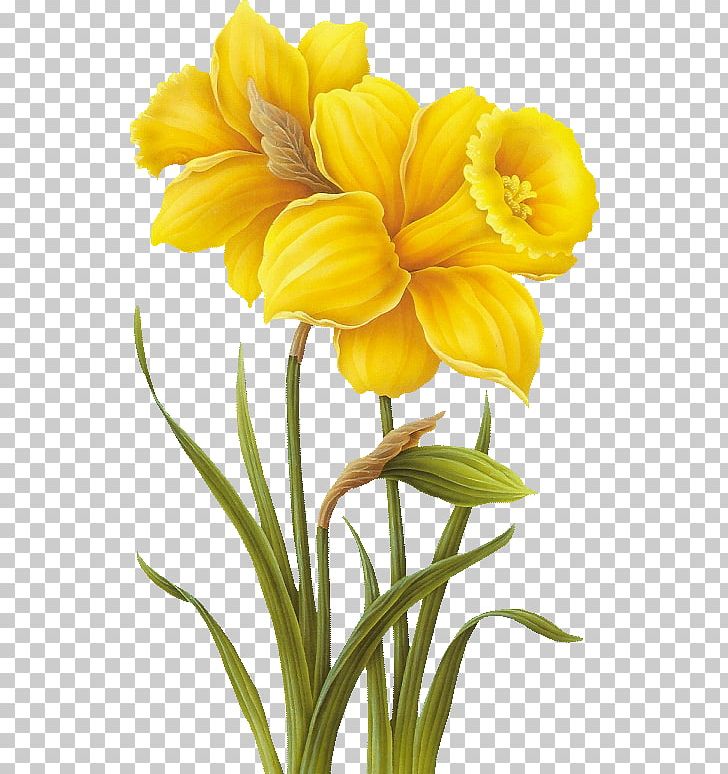daffodil clipart botanical illustration