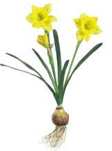 daffodil clipart bulb