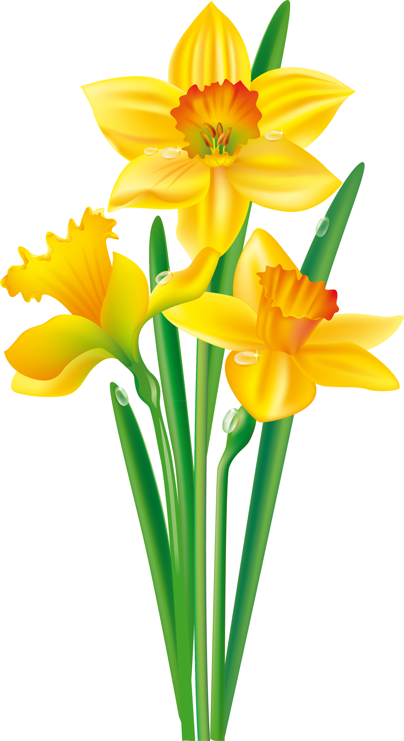 Daffodil clipart bulb, Daffodil bulb Transparent FREE for download on