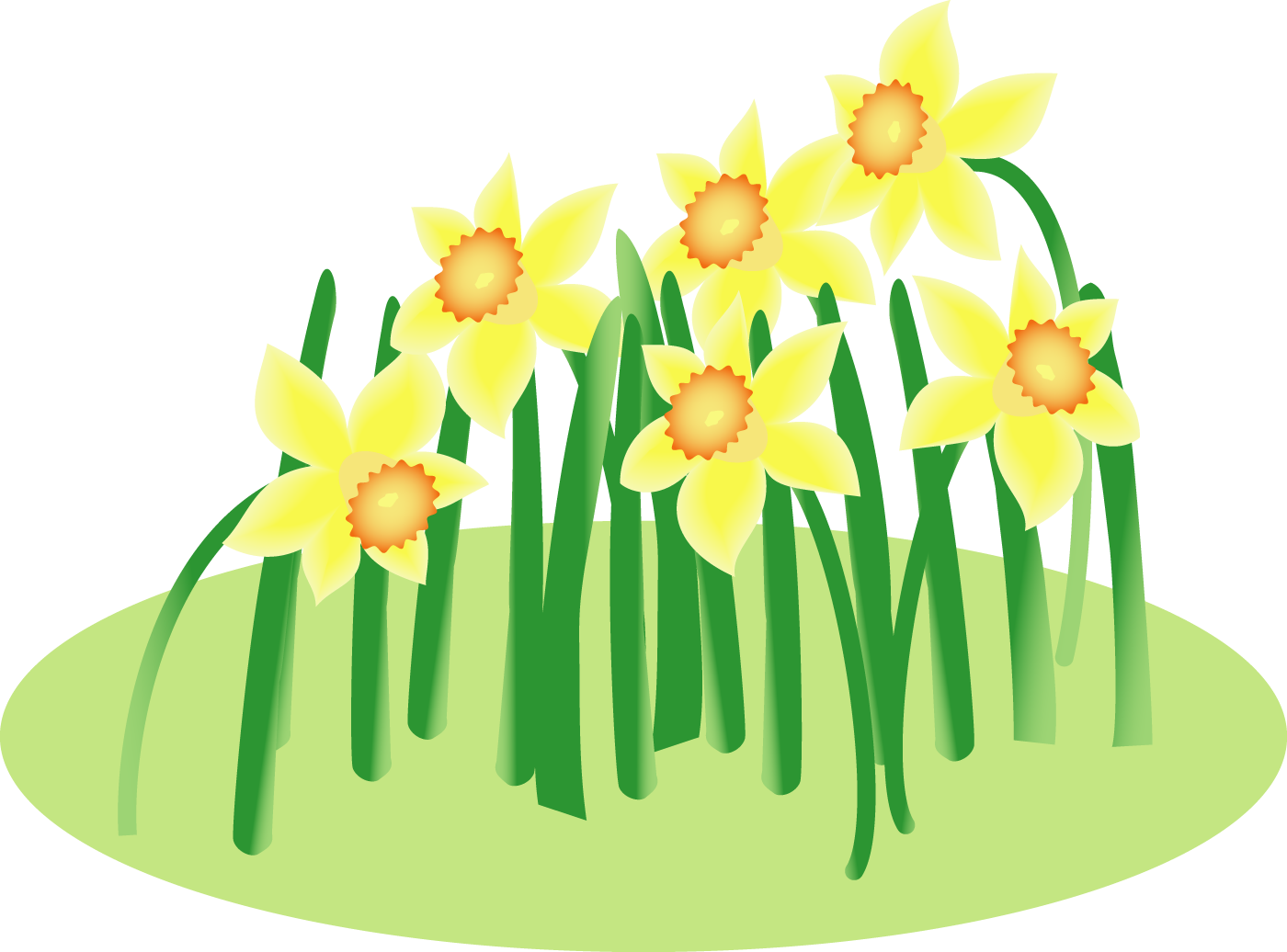 daffodil clipart bunch