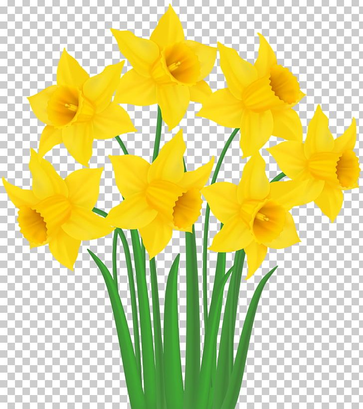daffodil clipart bunch
