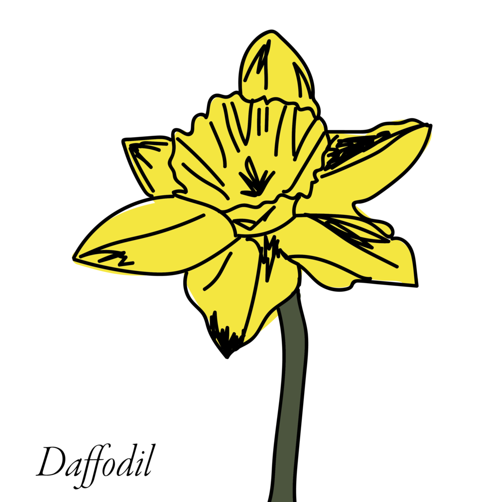 Daffodil clipart buttercup flower, Daffodil buttercup flower ...