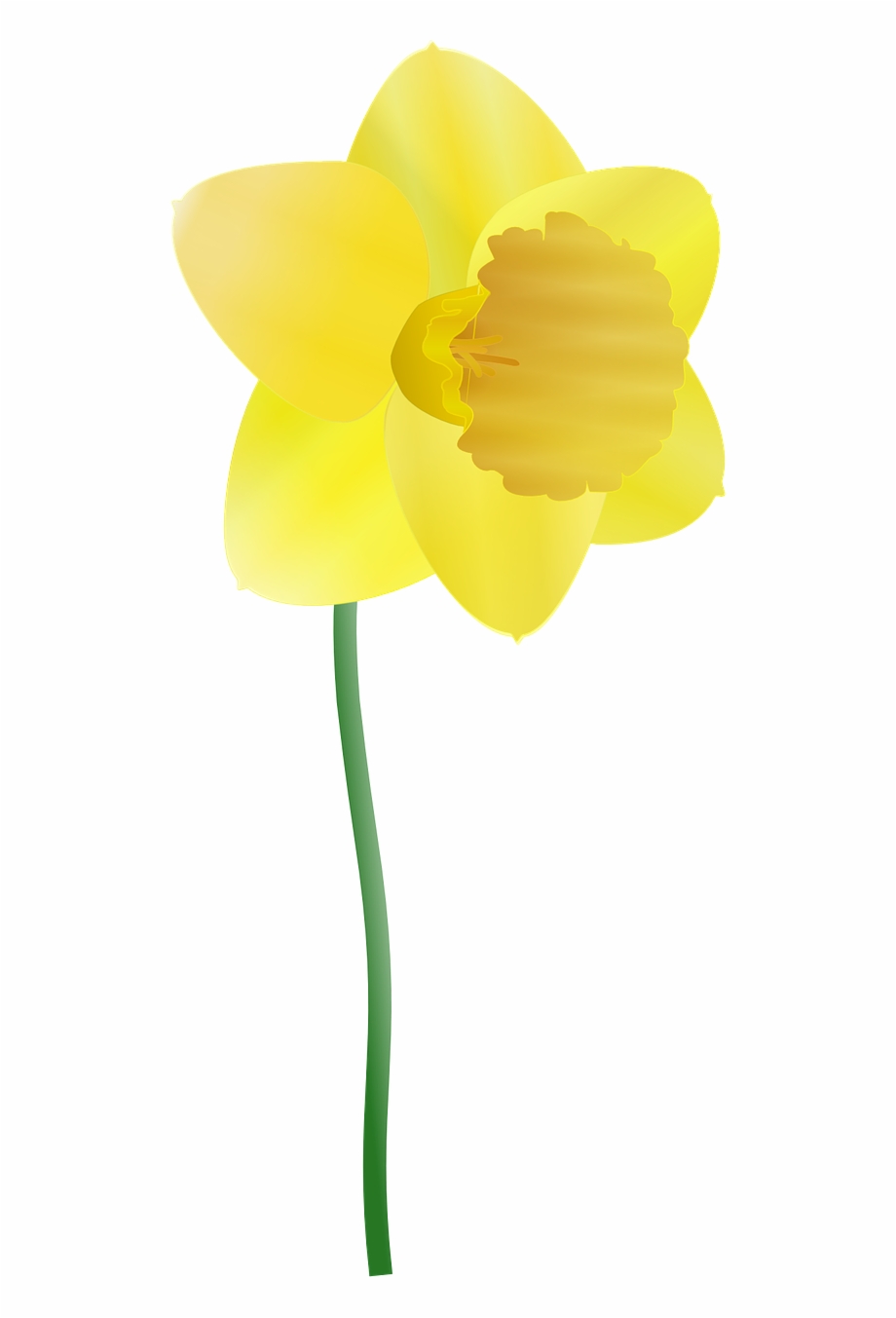 daffodil clipart buttercup flower
