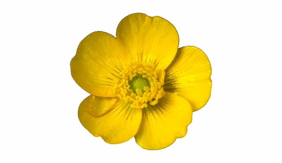 Daffodils transparent . Daffodil clipart buttercup flower