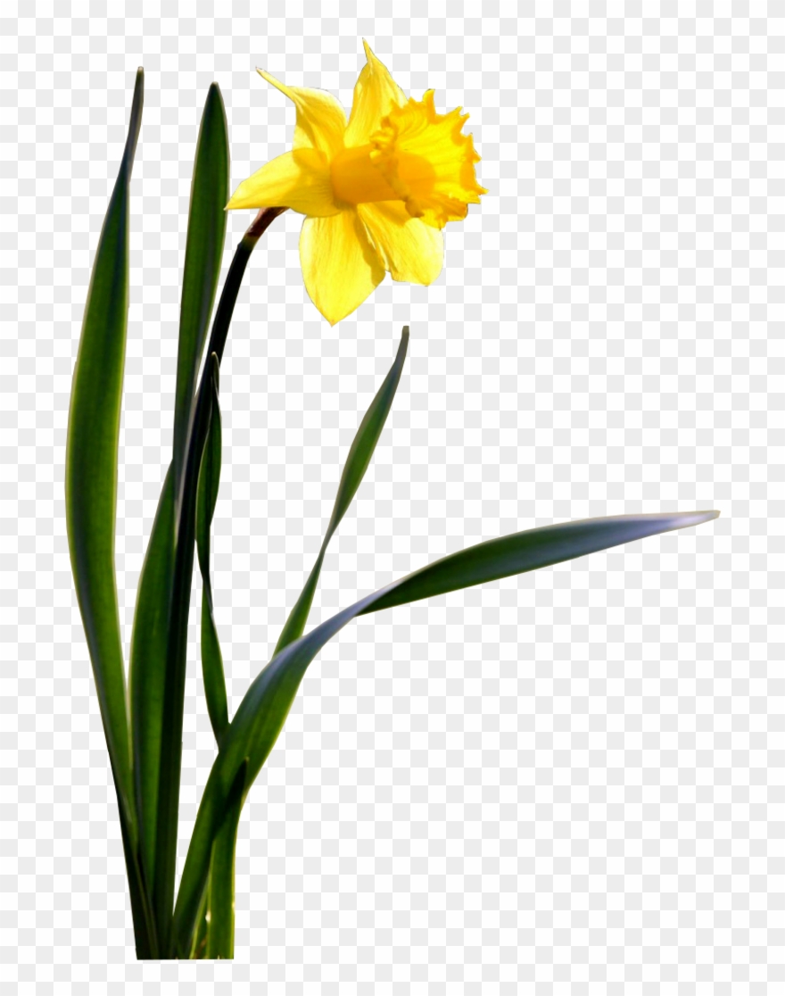 daffodil clipart church flower