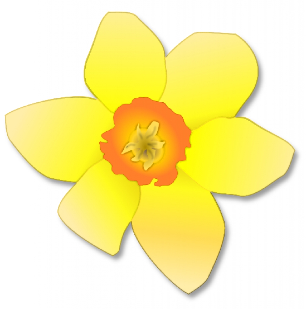 Daffodil clipart clip art.  clipartlook