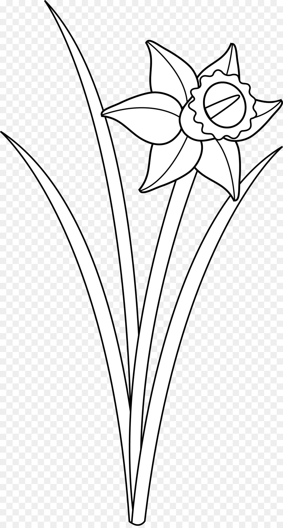 Black and white flower. Daffodil clipart clip art