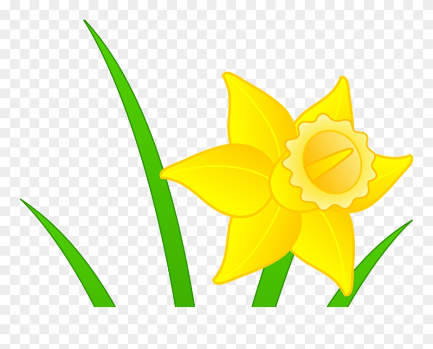 Daffodil clipart clip art. Daffodils mothering sunday png