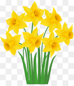  daffodils clipartlook. Daffodil clipart clip art
