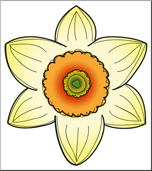 daffodil clipart color