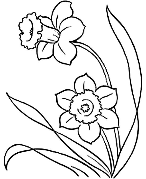 daffodil clipart coloring page