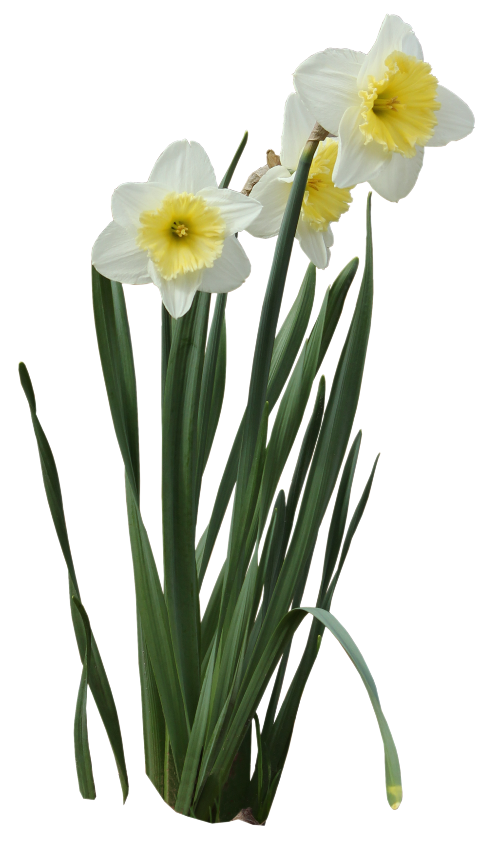 daffodil clipart daffodil bouquet