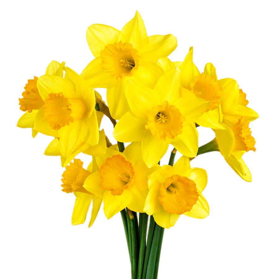 daffodil clipart daffodil bouquet