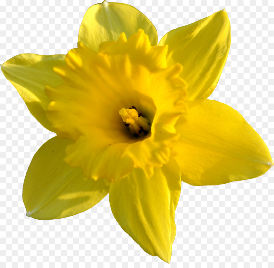 Daffodil clipart daffodil day. Yellow flower 