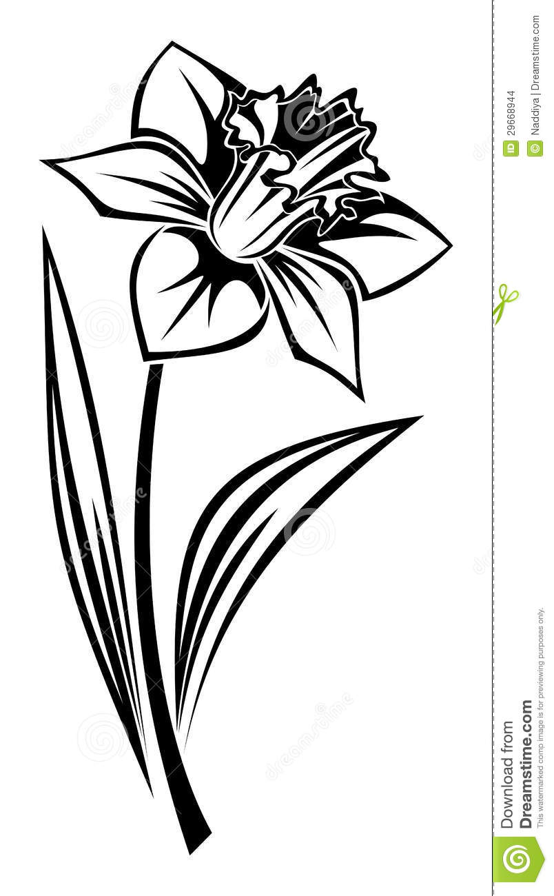 daffodil clipart daffodil outline