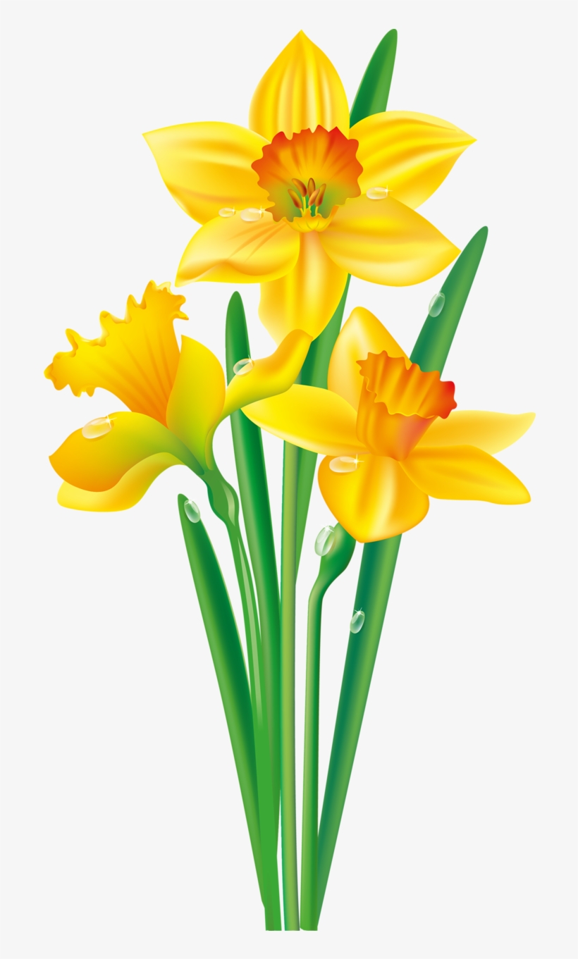 daffodil clipart daffodil welsh