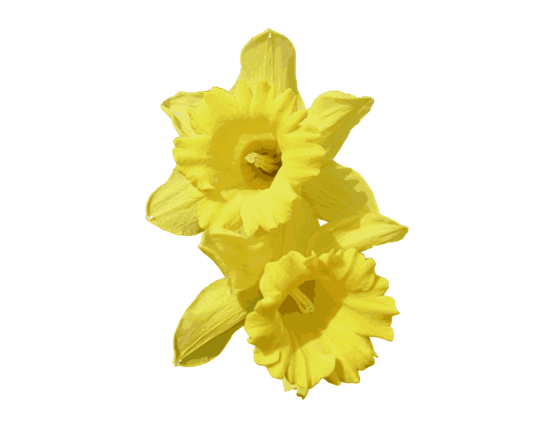 daffodil clipart daffodil welsh