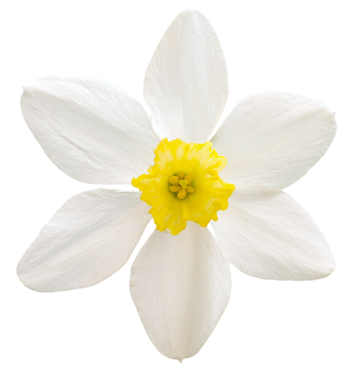 daffodil clipart daisy plant