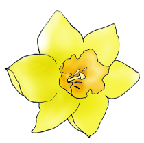 Pictures . Daffodil clipart early spring flower