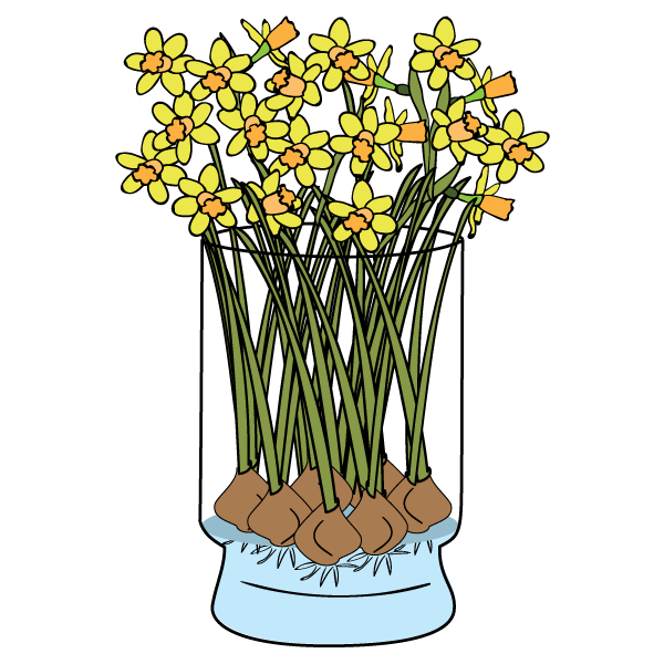 Daffodil clipart early spring flower. Daffodils faq bloomaker daffodilsfaqpng