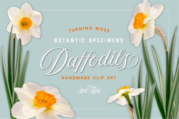 Daffodil clipart early spring flower. Realistic floral isolated flowers