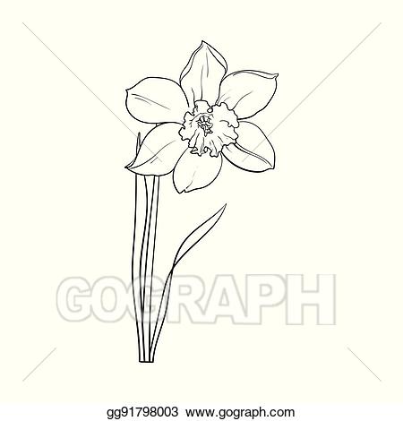 Daffodil Clipart Early Spring Flower Daffodil Early Spring Flower Transparent Free For Download On Webstockreview 21