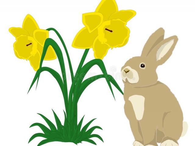 daffodil clipart easter
