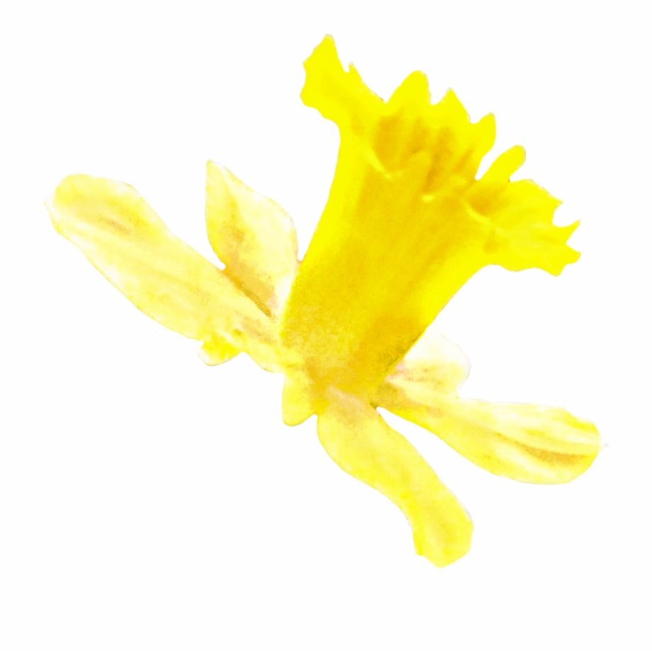 daffodil clipart flower blossom