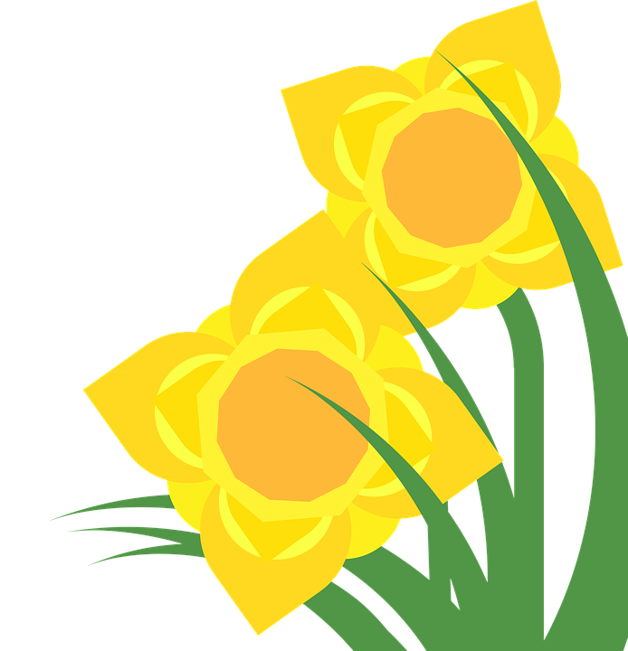 daffodil clipart golden