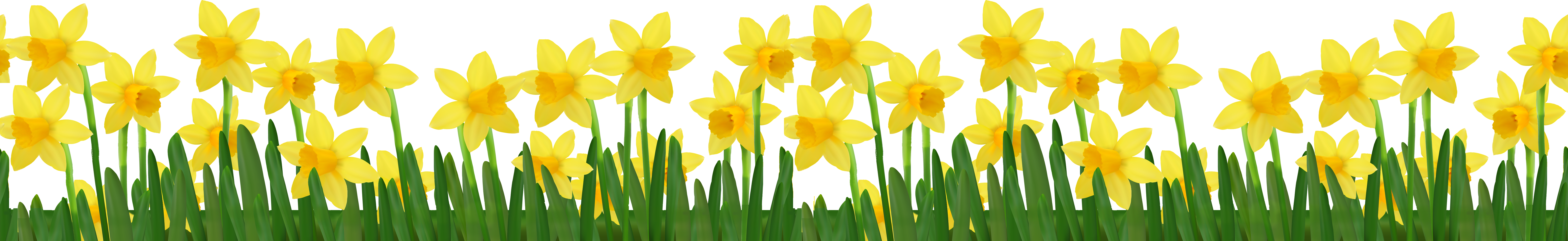 Clip n clear daffodils. Daffodil clipart grass