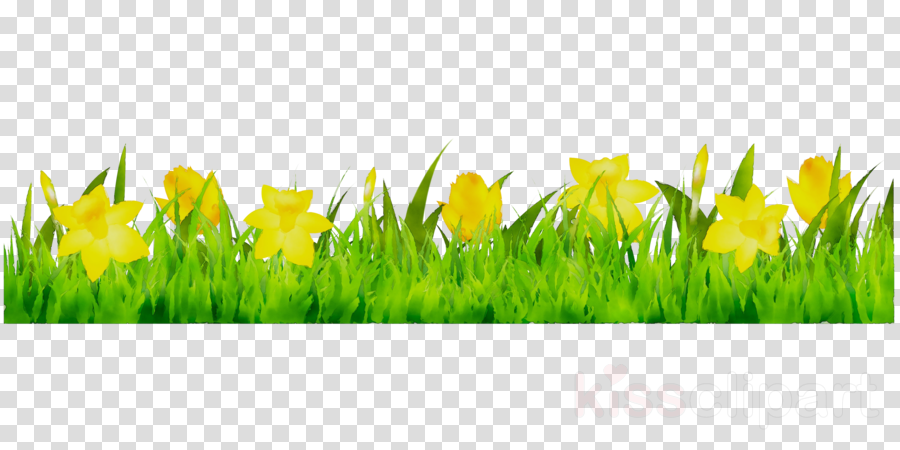 Daffodil clipart grass. Green background illustration 