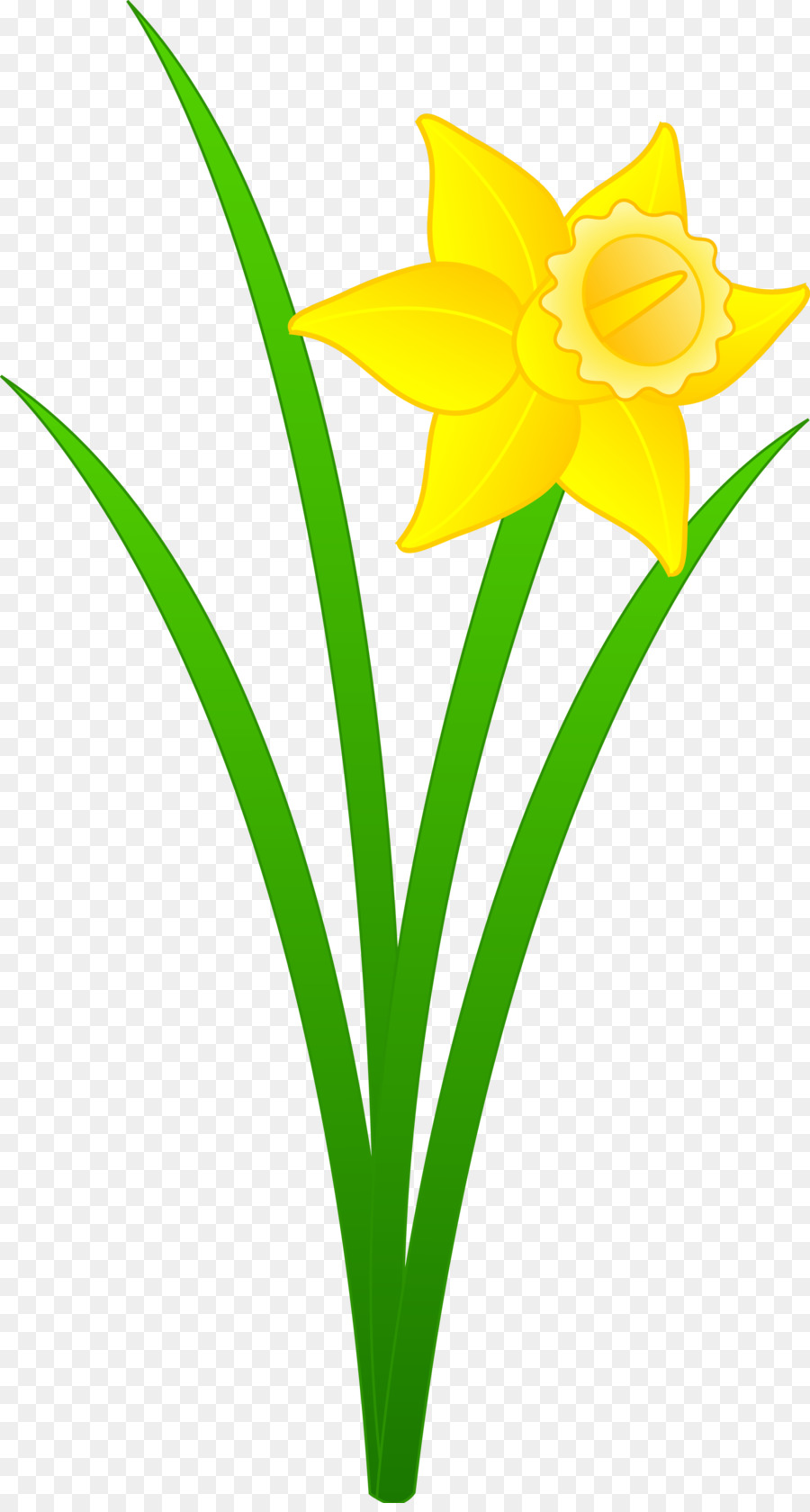 Flowers background flower leaf. Daffodil clipart grass